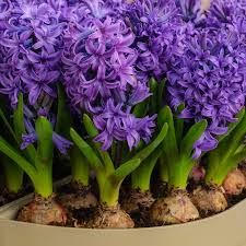 انتخاب پیاز سنبل مناسب جهت کاشت در گلدان - فوت و فن های باغبانی